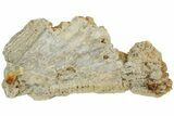 Polished, Agatized Fossil Coral - Florida #188155-1